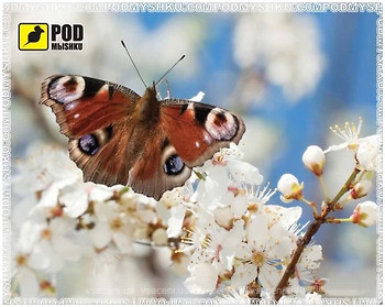 Фото Podmыshku Весна-Бабочка