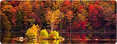 Фото Voltronic Autumn Forest (AT372)