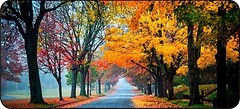 Фото Voltronic Autumn road (R362)