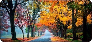 Фото Voltronic Autumn road (R362)