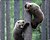 Фото Voltronic Two Bears (YT-CAT11)