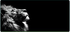 Фото Voltronic Lion (20909)