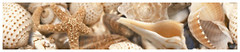 Фото Golden Tile фриз Sea Breeze Shells бежевый 6x30 (Е11441)