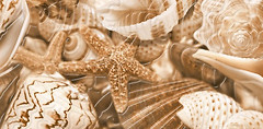 Фото Golden Tile декор Sea Breeze Shells бежевый 30x60 (Е11411)