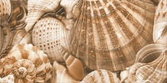 Фото Golden Tile декор Sea Breeze Shells бежевый 30x60 (Е11431)