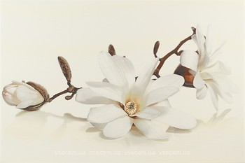 Фото Opoczno декор Flora Magnolia 30x45