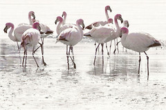 Фото Opoczno декор-панно Elegant Stripes Flamingo 50x75 (комплект 2 шт)
