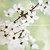 Фото Opoczno декор-панно Early Spring Flower 59.4x60 (комплект 2 шт)