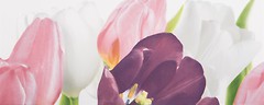 Фото Атем декор Yalta Tulip 1 PN 20x50 (16677)