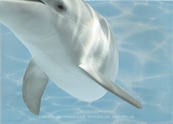 Фото БерезаКерамика декор Лазурь Дельфин 8 бирюзовый 25x35