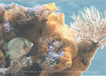 Фото БерезаКерамика декор Лазурь Морской мир 6 бирюзовый 25x35