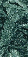 Фото Emil Ceramica плитка настенная Tele di Marmo Revolution Acanto Verde Saint Denis Full Lapp Ret 60x120 (EHAW)