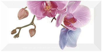 Фото Monopole Ceramica декор Orchidea-4 10x20