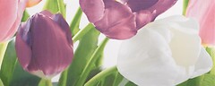 Фото Атем плитка Yalta Tulip 2 P 20x50