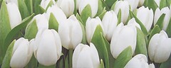 Фото Атем плитка Yalta Tulip Mini W 20x50