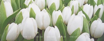 Фото Атем плитка Yalta Tulip Mini W 20x50