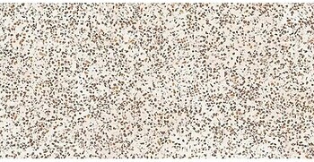 Фото Golden Tile декор Oasis Concrete Terazzo айвори 60x120 (OSА910)