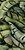 Фото Ceramika Paradyz декор Unieersalne Natura Inserto Szklane Leaf B 30x60