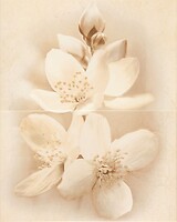 Фото Cersanit декор Diano Flower 40x50 (TDZZ1263852386)