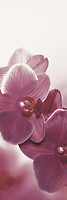 Фото Ceramika Paradyz декор Abrila Kwiat B Bianco 20x60
