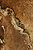 Фото Imola плитка настенная Kalahari 46MC 40x60