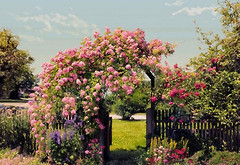 Фото Komar Products Rose Garden 8-936