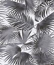 Фото Khroma Wild (WIL103)