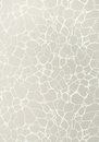 Фото Thibaut Surface Resource T4017