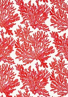 Фото Thibaut Tropics T10120