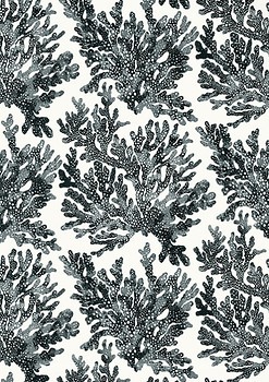 Фото Thibaut Tropics T10123