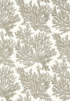 Фото Thibaut Tropics T10140