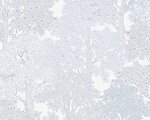Фото Architects Paper Floral Impression 377536