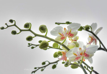Фото Komar Products Orchidee 1-608