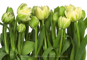 Фото Komar Products Tulips 8-900