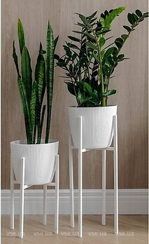 Фото Adore Decor Британские (BRwK)