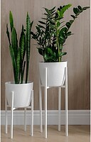 Фото Adore Decor Британские (BRwK-gW25)