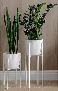 Фото Adore Decor Британские (BRwK-gW25)