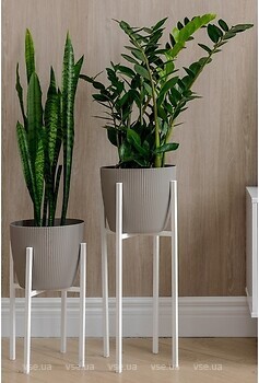 Фото Adore Decor Британские (BRwK-gM25)