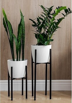 Фото Adore Decor Британские (BRbK-gW25)