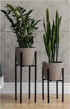 Фото Adore Decor Британские (BRbK-gM25)
