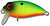 Фото Kosadaka Roger Surf 36F (MHT)