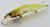 Фото Bearking Realis 120SP (A)