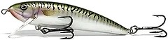 Фото Alex Costa Shallow Runner CS8SR Green Mackerel (GMK)