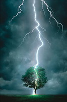 Фото Eurographic Молния ударяющая в дерево (6000-4570)