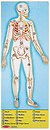 Пазлы Melissa & Doug
