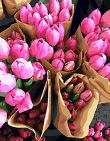 Фото Brushme Голландские тюльпаны (GX7520)