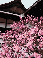Фото ArtCraft Японская вишня (10527-AC)