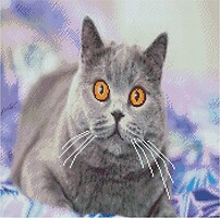 Фото Strateg Алмазная мозаика Заинтересованный серый кот (GA0004)