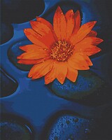 Фото ArtCraft Цветок лотоса (13124)