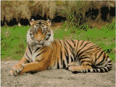 Фото Strateg Полосатый тигр (HX234)